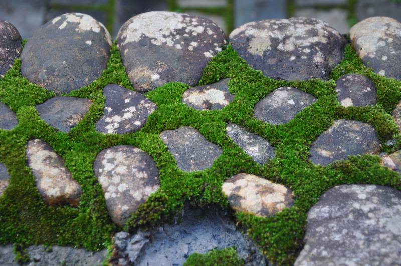 中国浙江丽水坑根古村的青苔石径图片