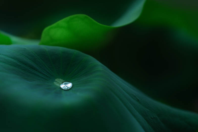 荷叶上的晶莹水滴图片