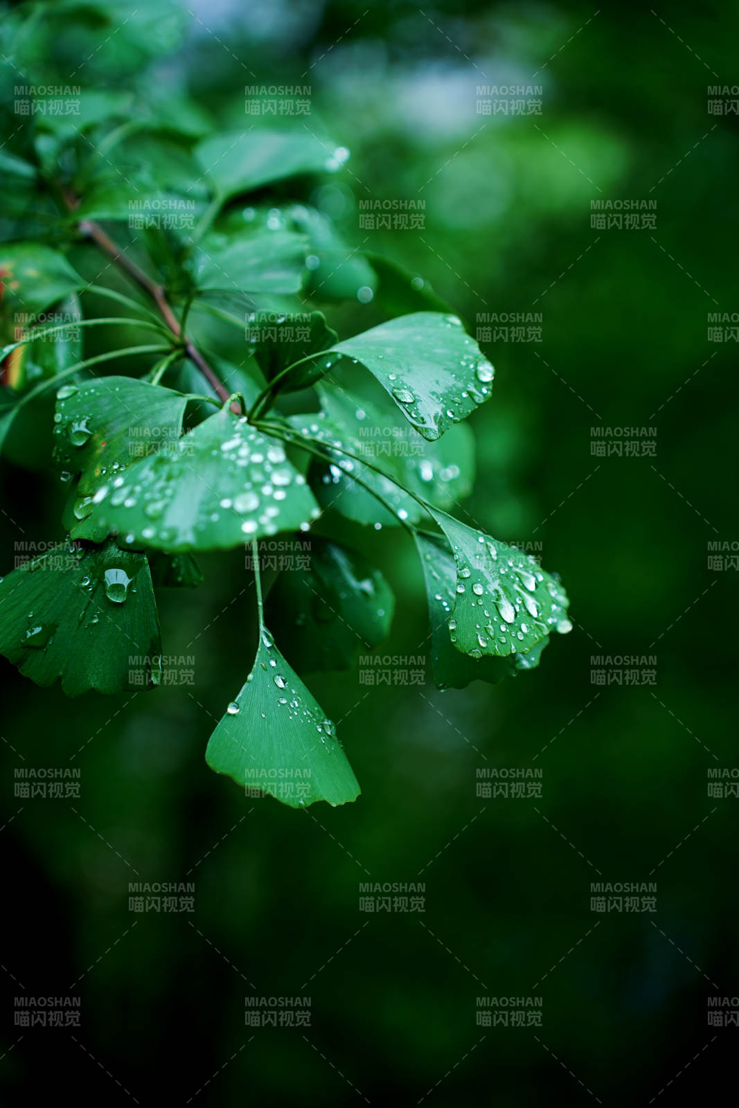 雨后绿叶滴水珠图片