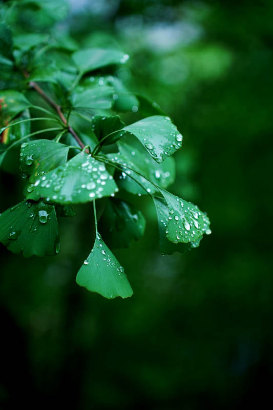 雨后绿叶滴水珠图片