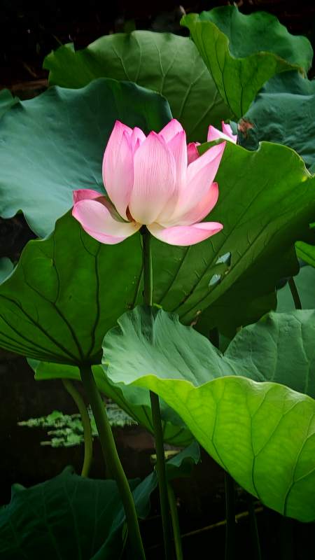 粉莲静绽绿叶间图片