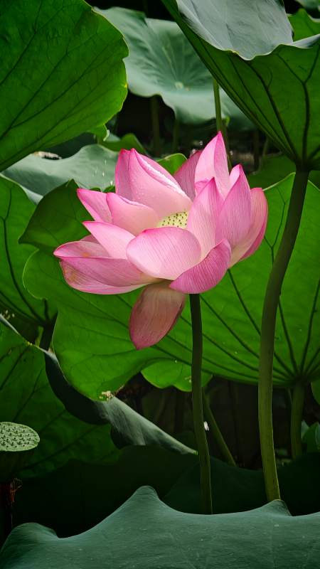 粉莲绽放绿叶间图片