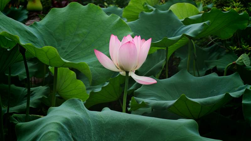 池塘中的莲花盛开图片