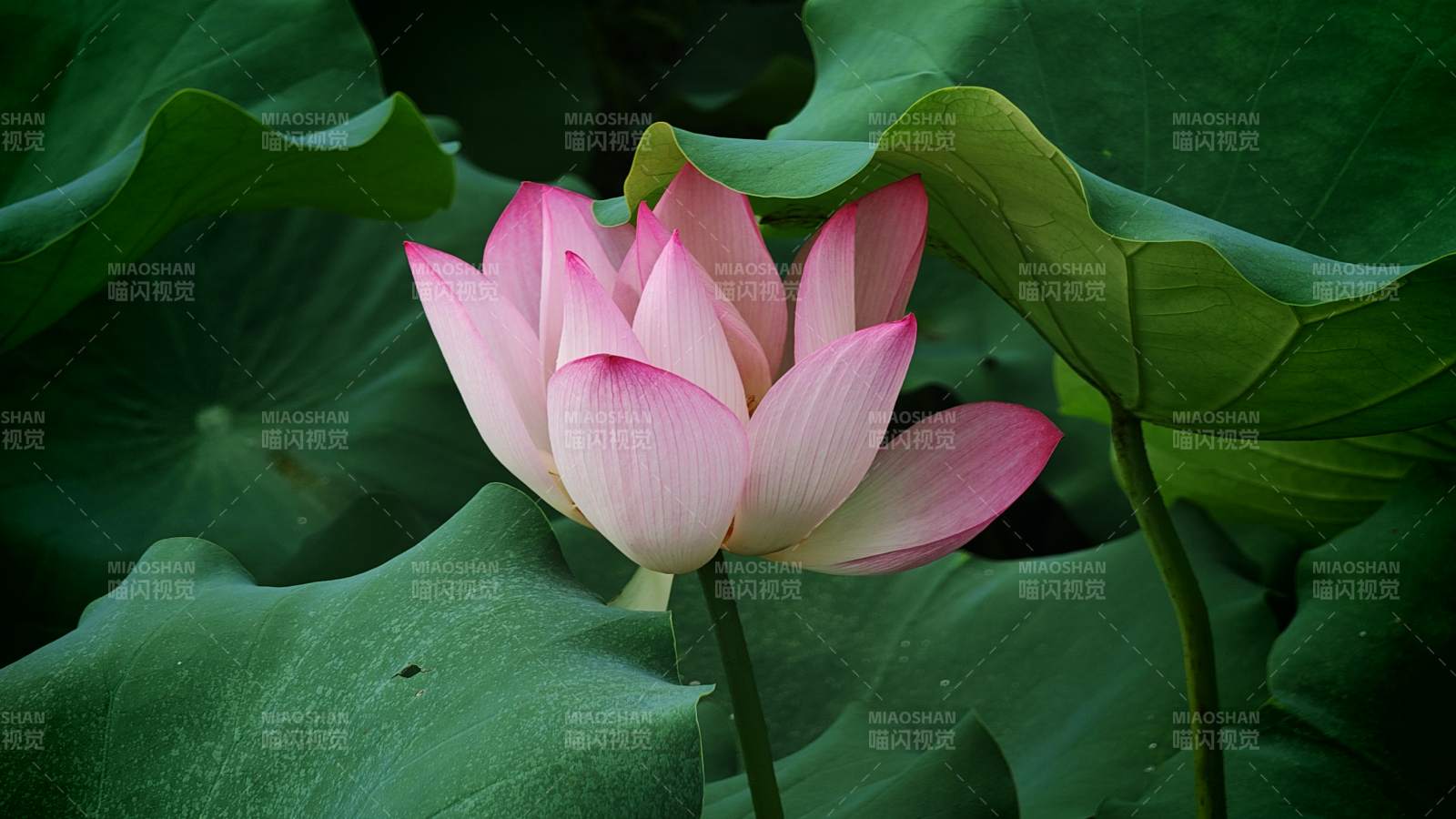 粉色莲花静谧绽放图片