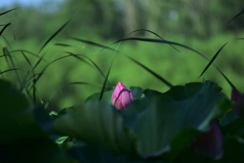 荷塘静谧 莲花初绽图片