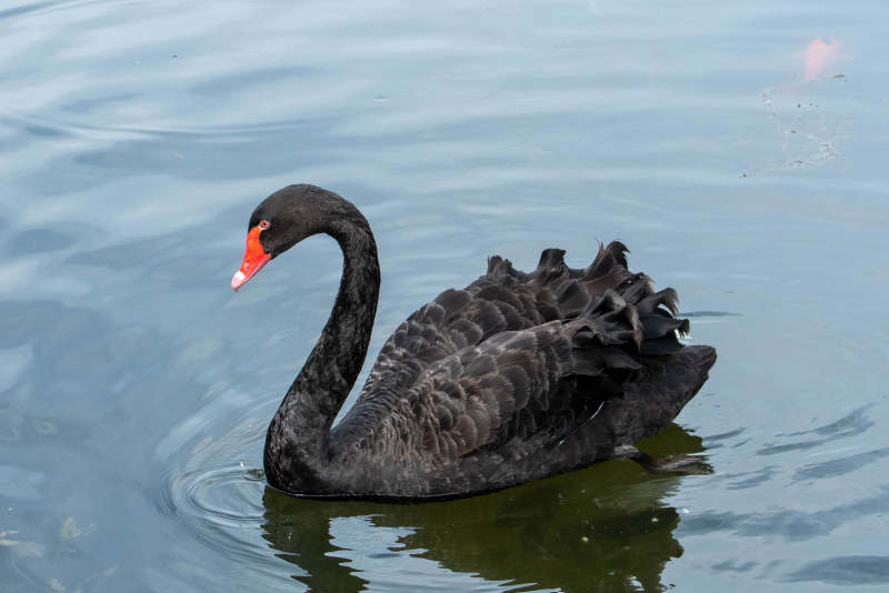 湖中悠游的黑天鹅图片