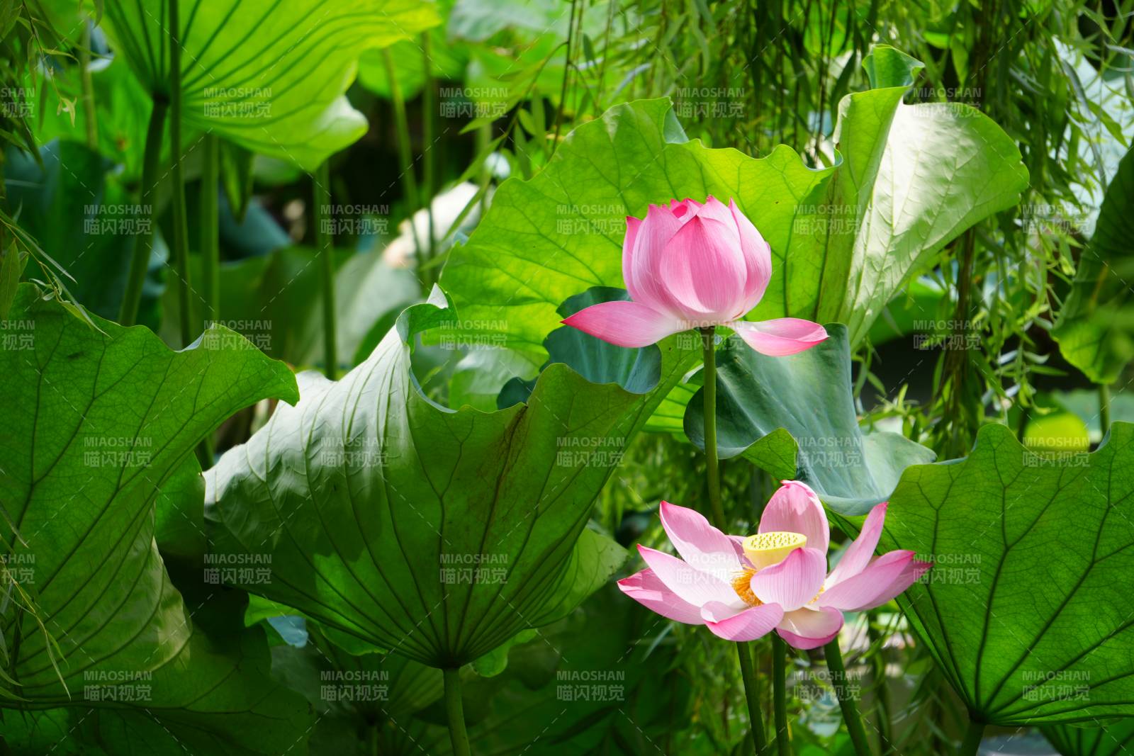 荷塘中的粉色莲花图片