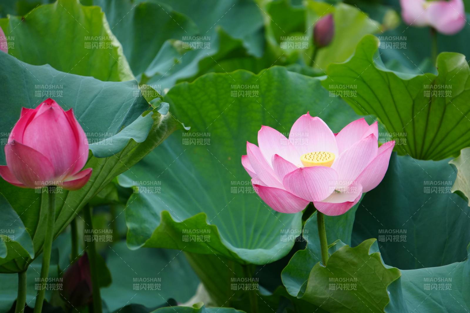 粉色莲花绽放于绿叶间图片