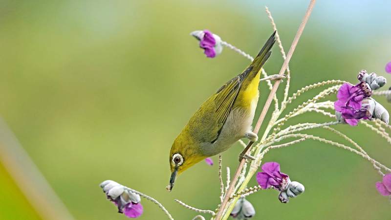小鸟采花蜜 自然和谐美图片