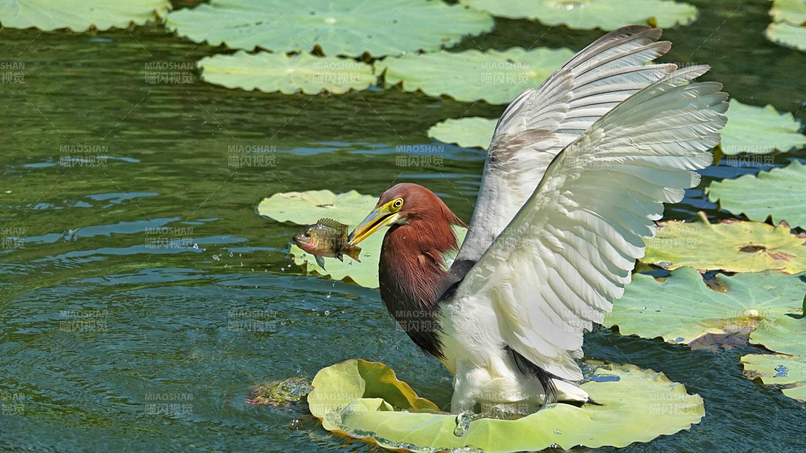 池塘鹭鸟捕食瞬间图片