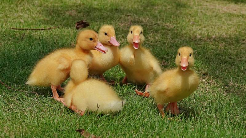 五只小鸭在草地上玩耍图片