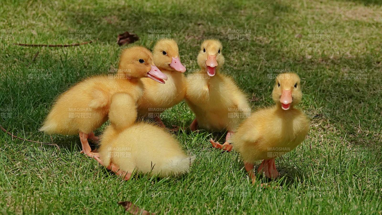五只小鸭在草地上玩耍图片