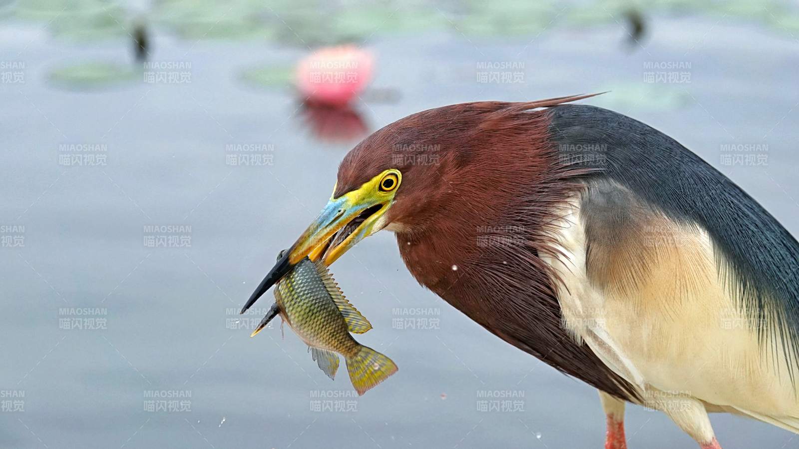 池鹭捕食鱼瞬间图片