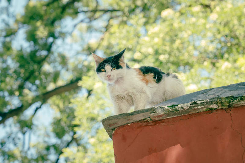 屋顶上的三花猫图片