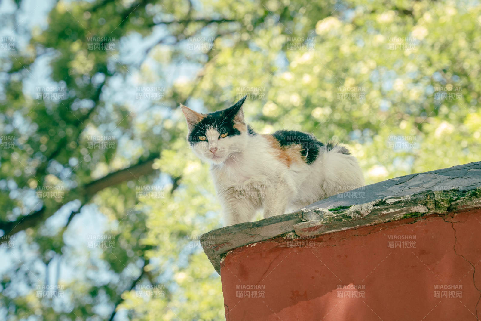 屋顶上的三花猫图片