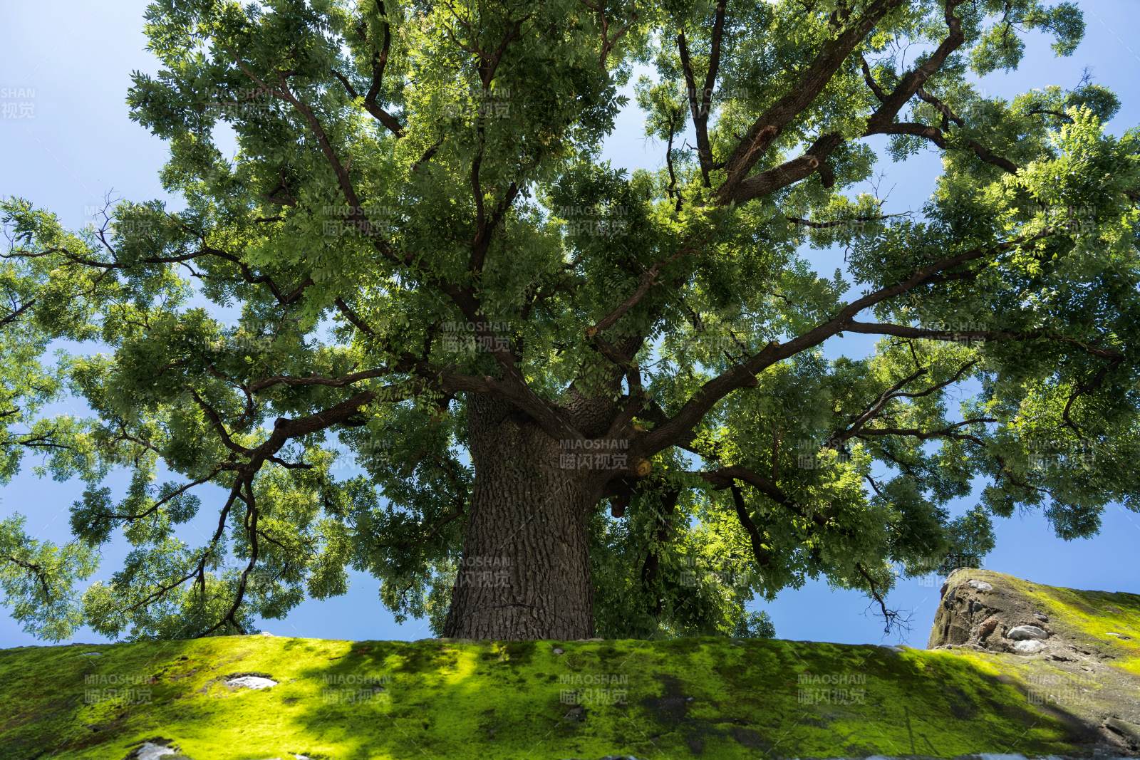 古树参天 绿荫如盖图片