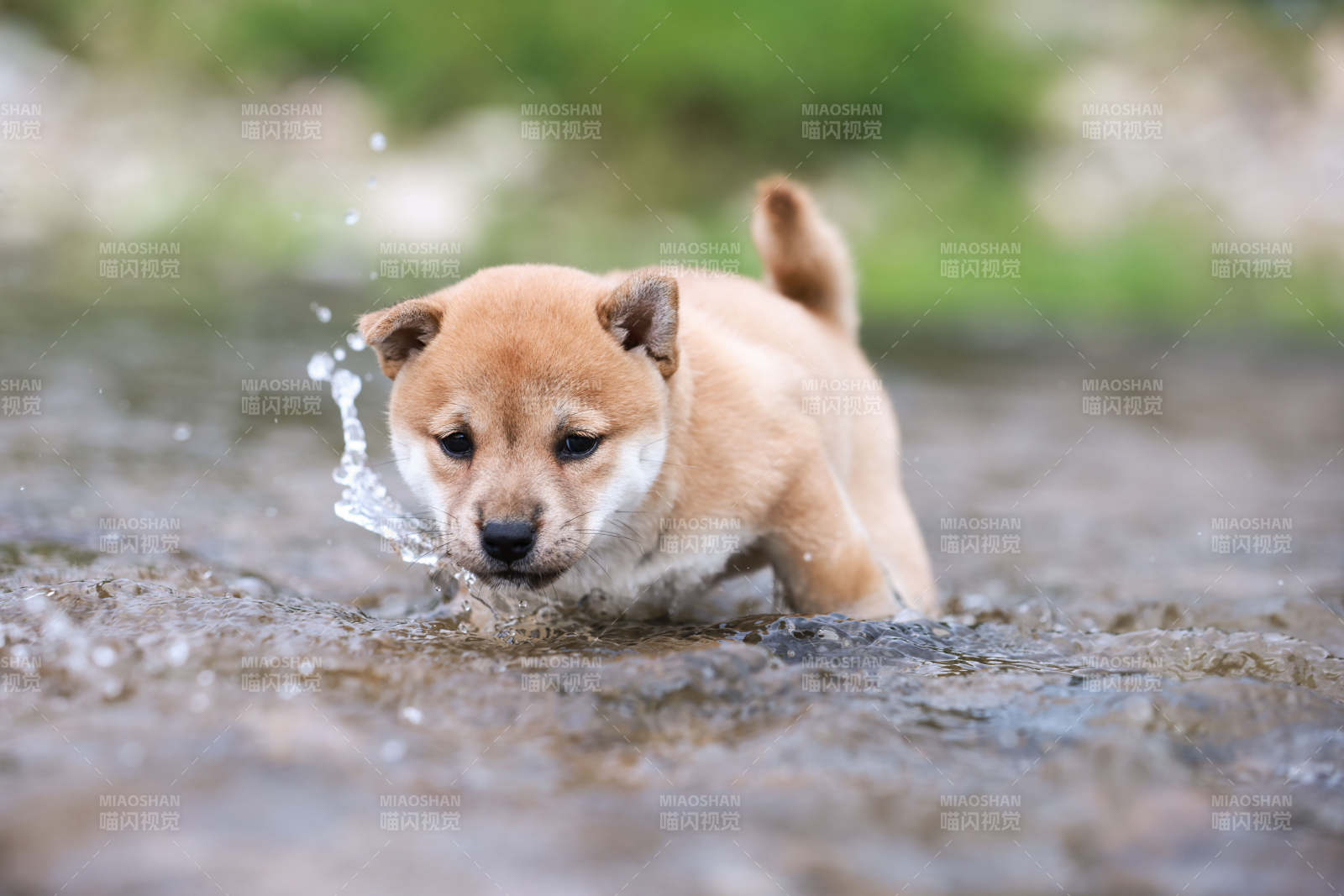 小狗戏水 欢乐时光图片