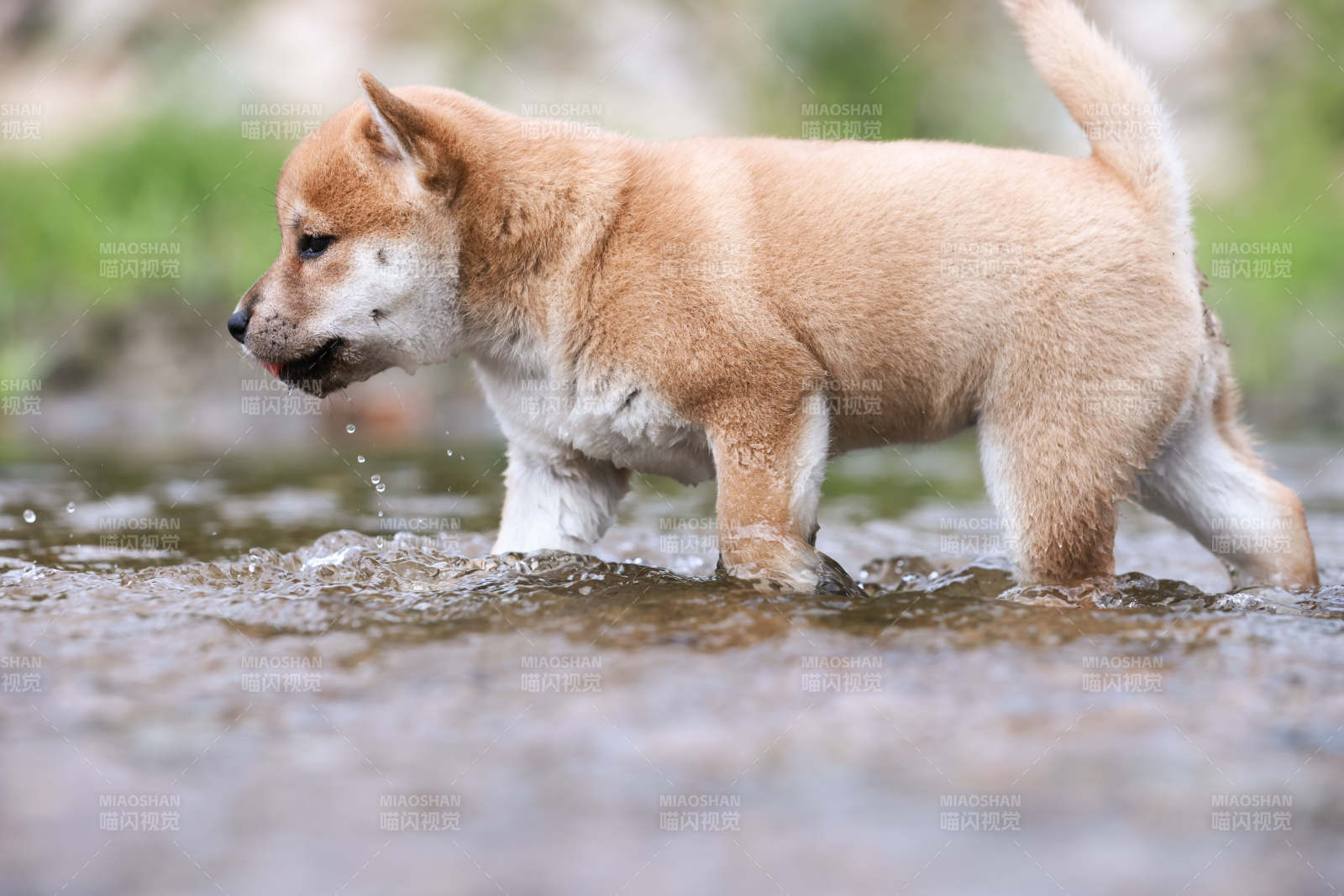 柴犬幼崽溪中漫步图片