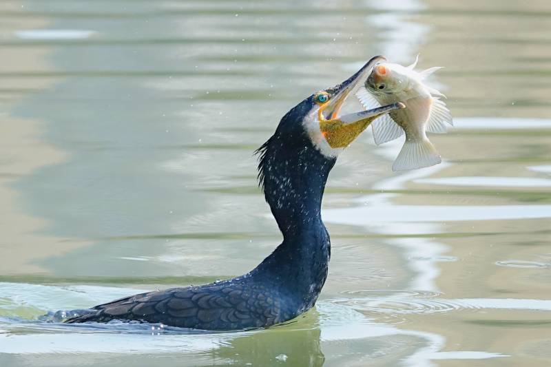 鸬鹚捕鱼瞬间图片