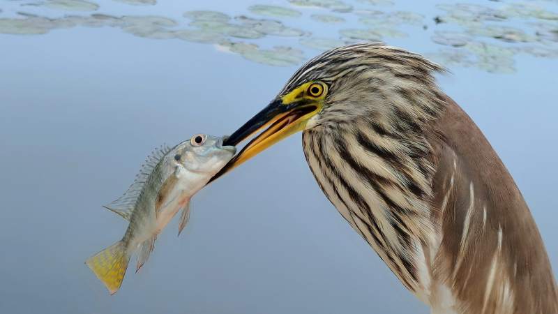 池鹭捕食鱼瞬间图片