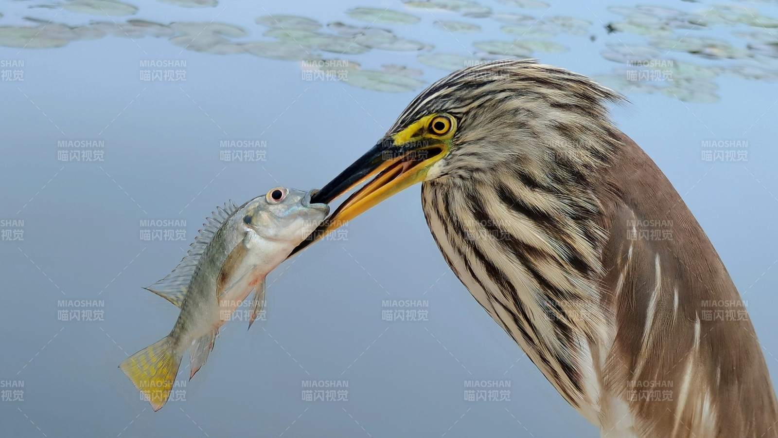 池鹭捕食鱼瞬间图片