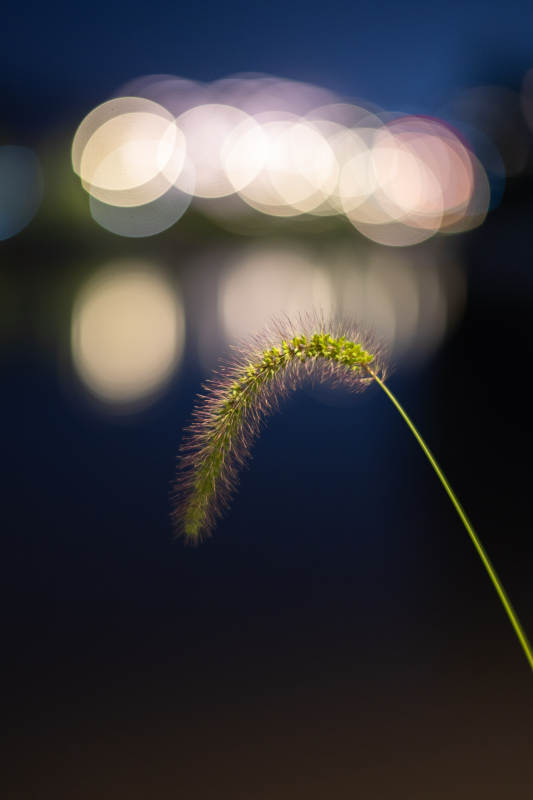 夜幕下的草穗与光斑图片