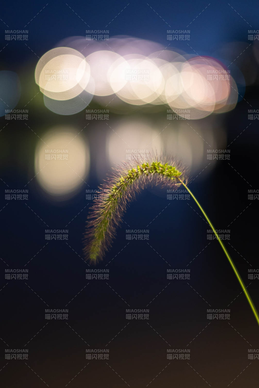 夜幕下的草穗与光斑图片