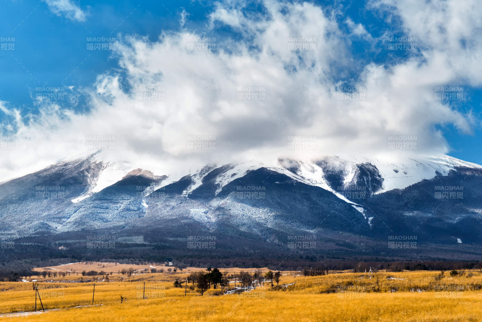 雪山下的金色草原图片