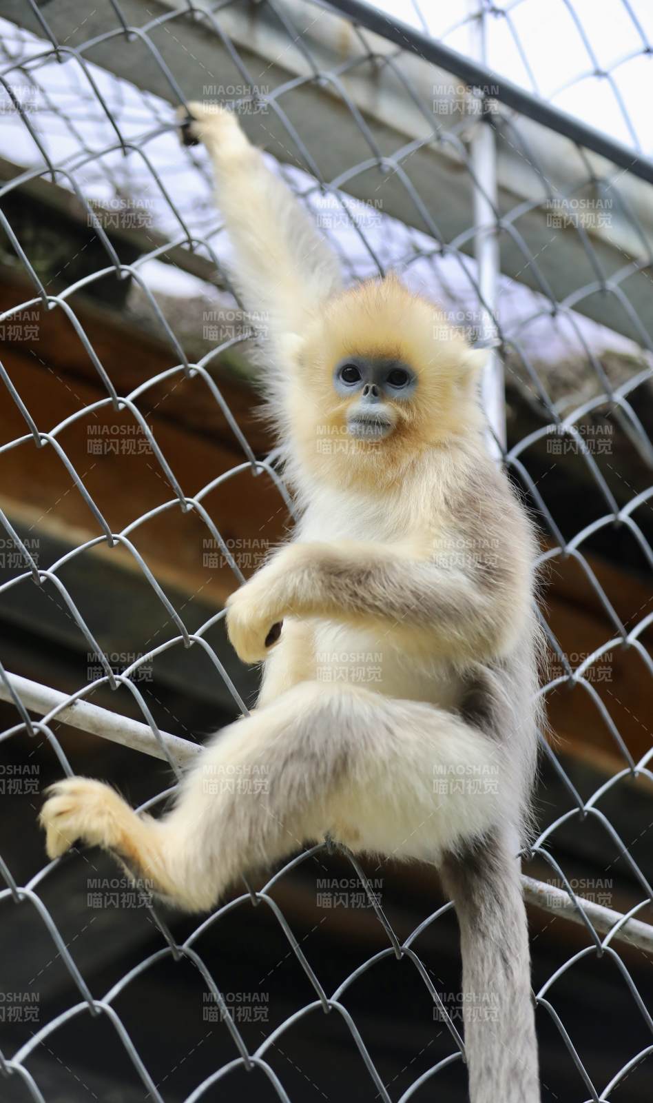 金丝猴在笼中攀爬图片