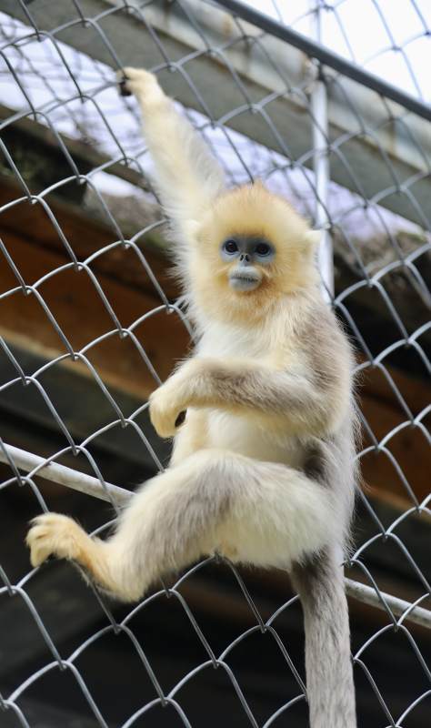 金丝猴在笼中攀爬图片