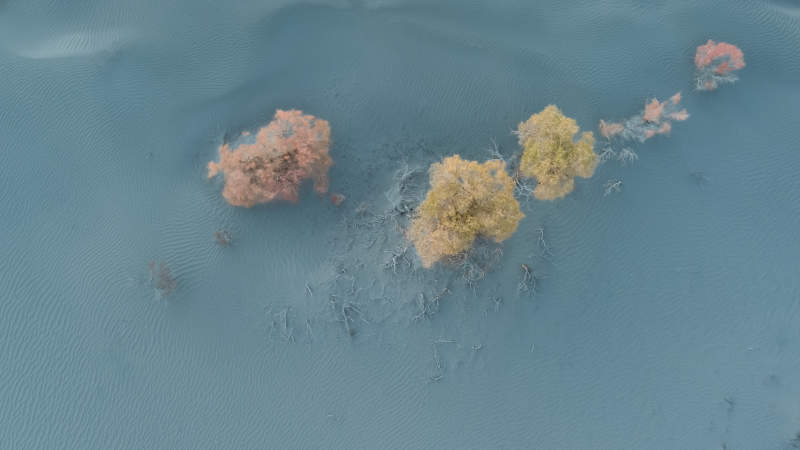 阿拉尔沙漠胡杨图片