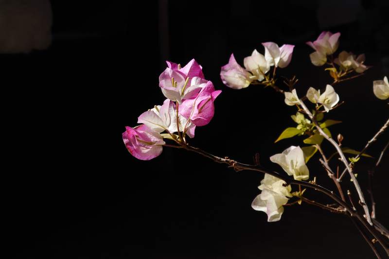 夜色中的粉色花朵图片