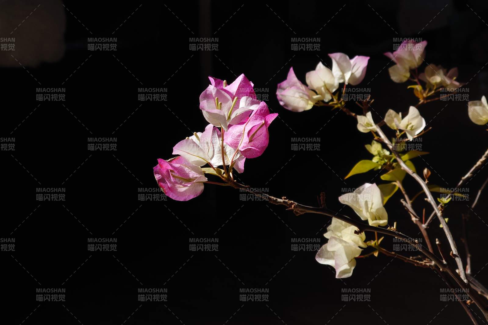 夜色中的粉色花朵图片