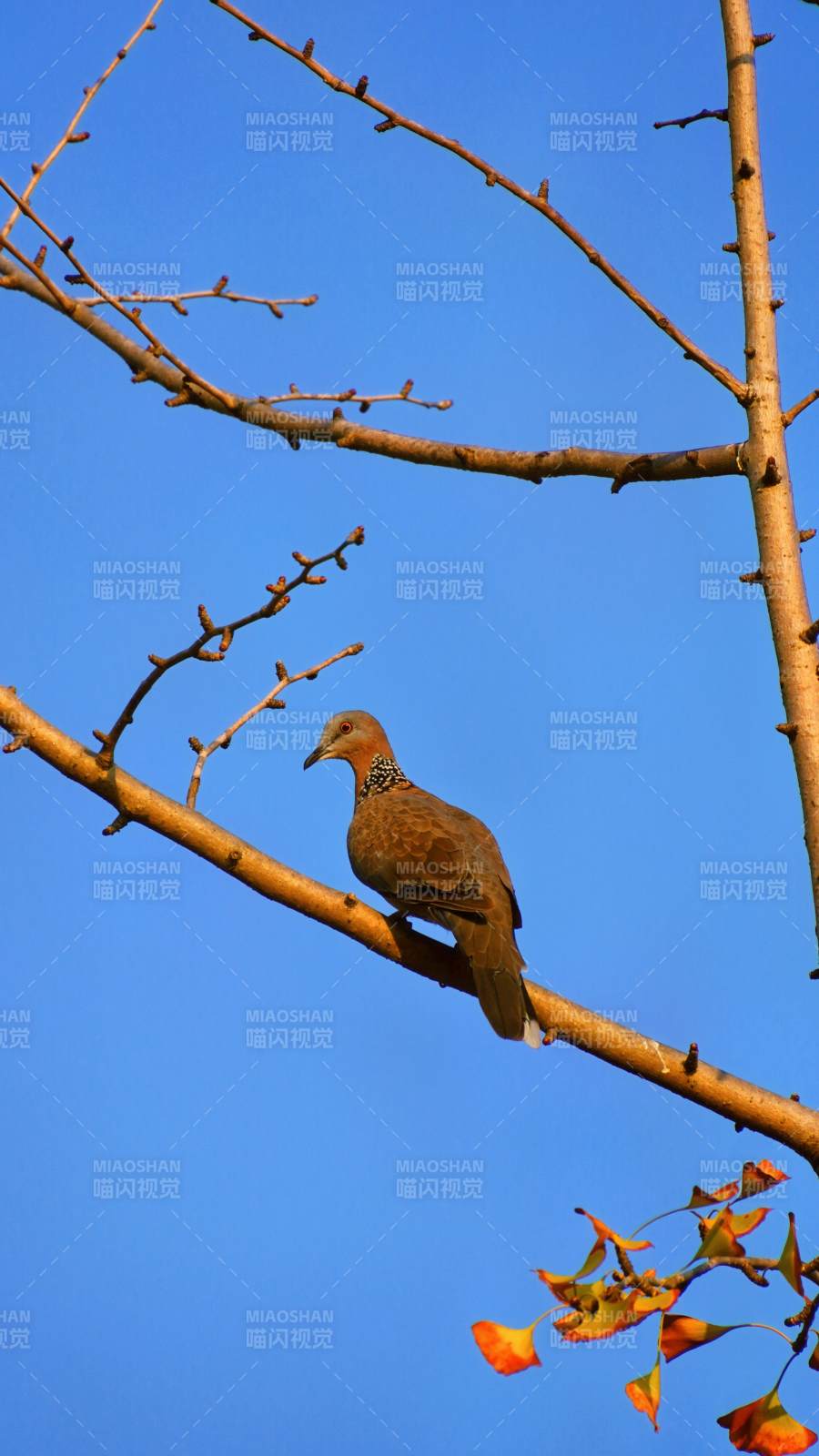 枝头鸟影映蓝天图片