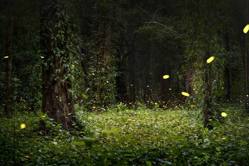 萤火虫在森林中闪烁图片
