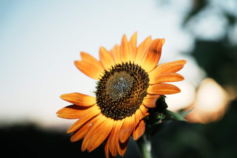 向日葵的温暖光芒图片