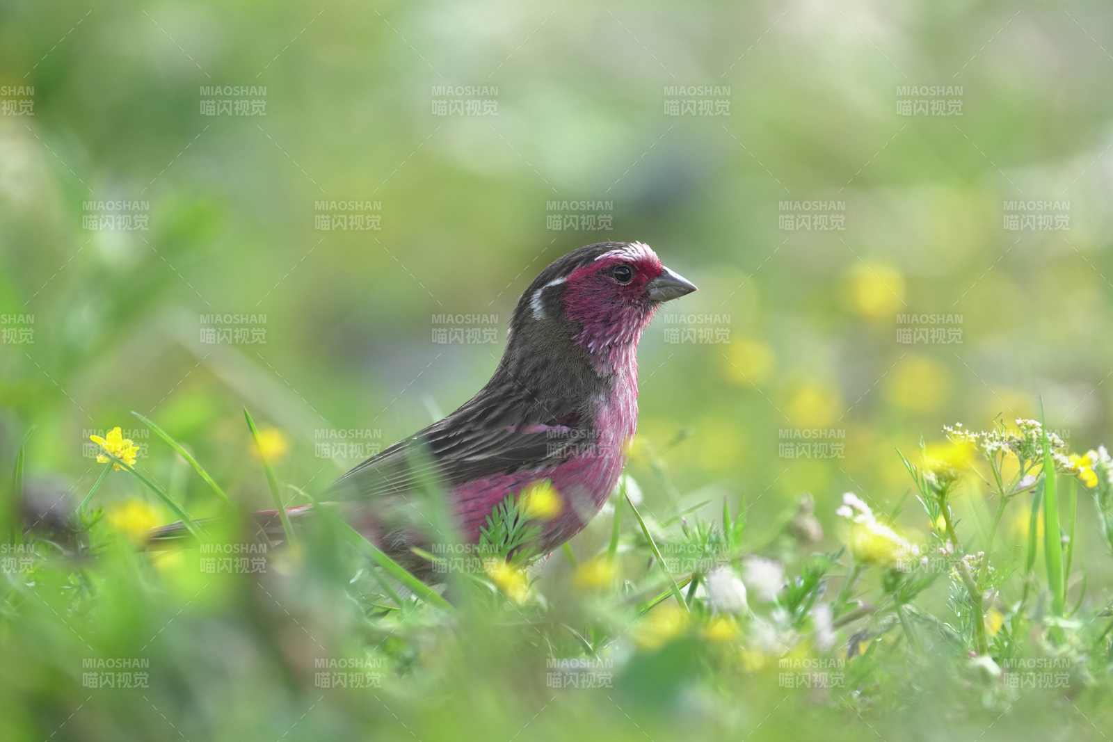 草地上的曙红朱雀图片