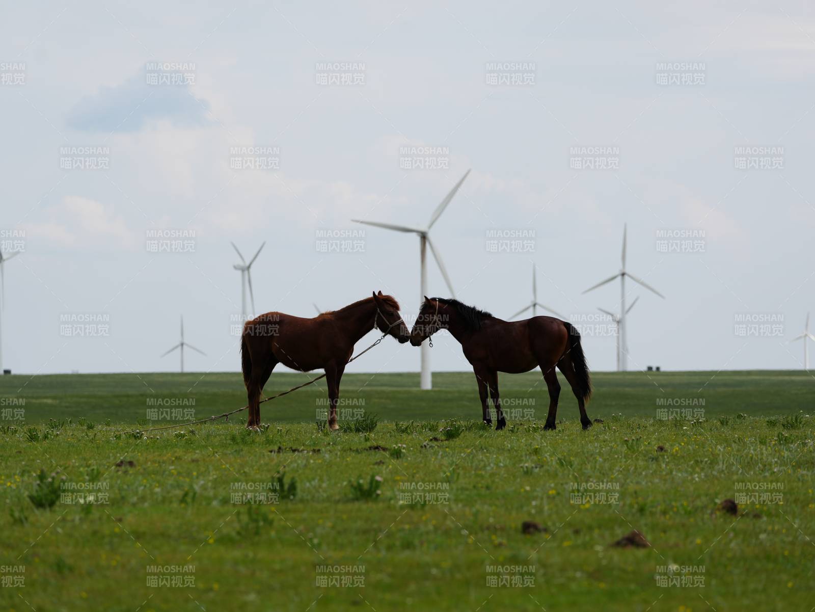 草原上的马与风车图片
