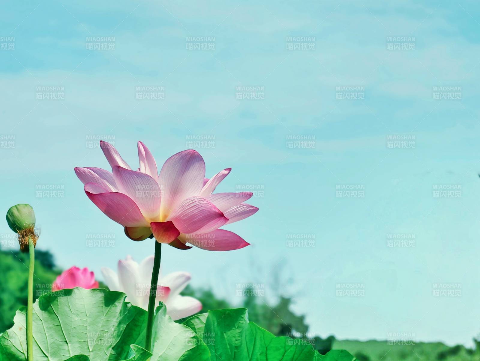 莲花盛开 蓝天映衬图片