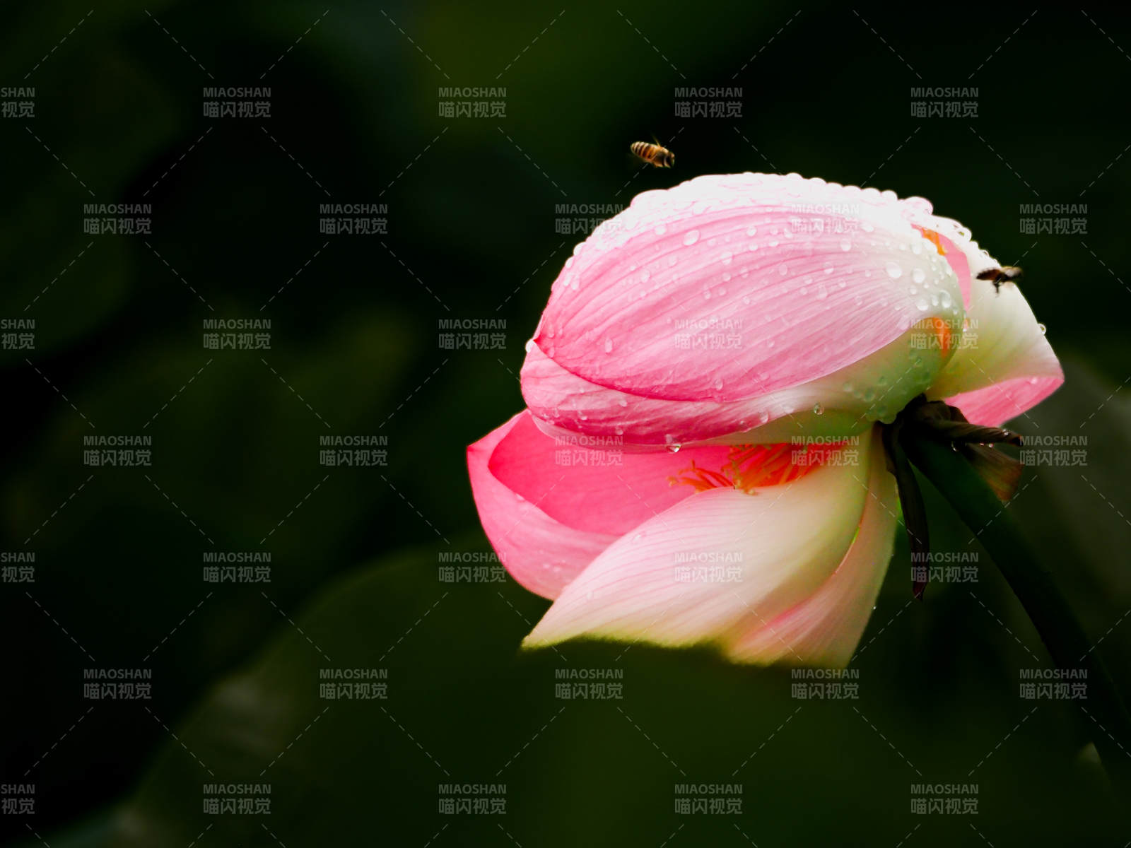 雨后荷花含苞待放图片