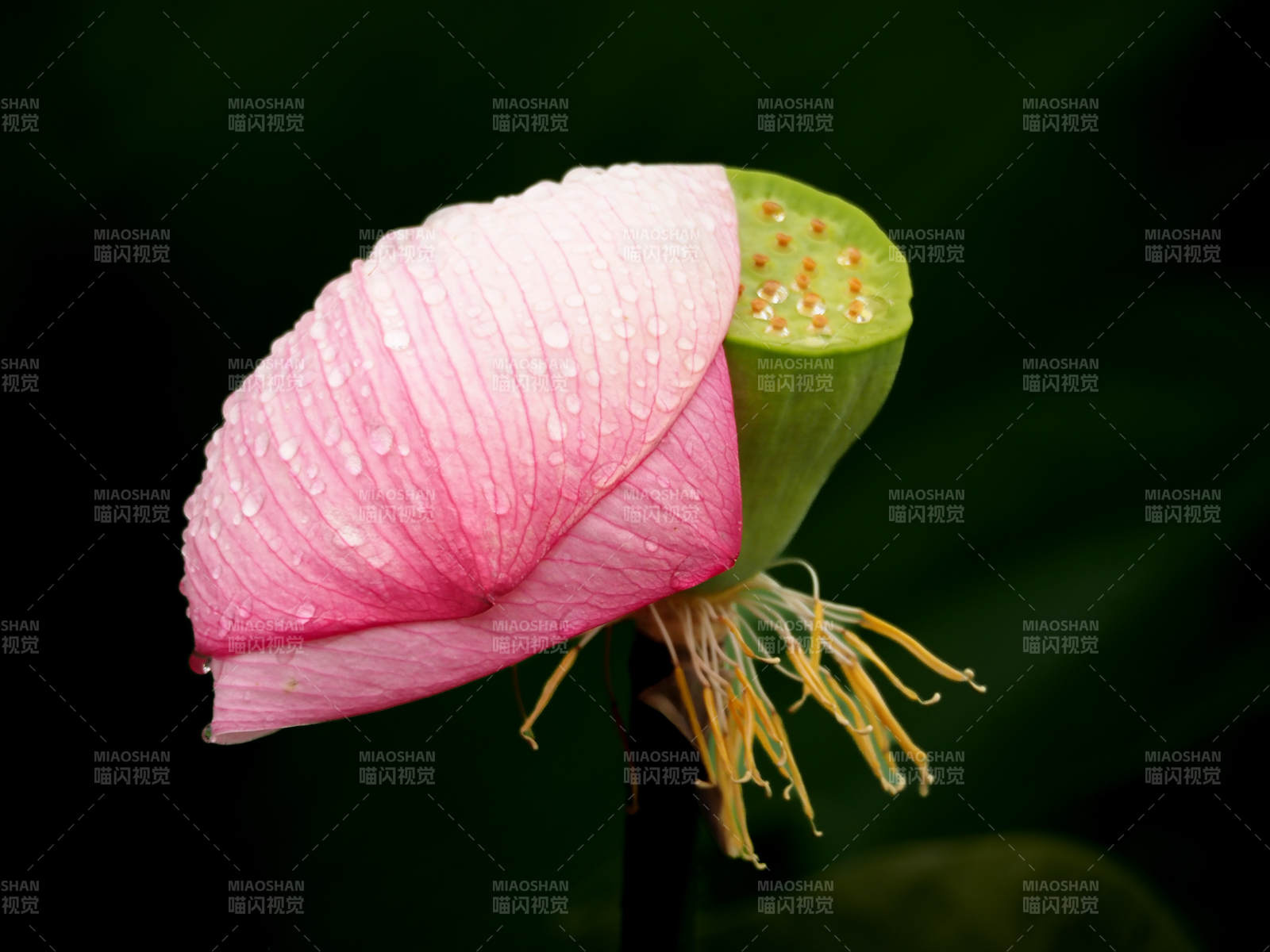 雨后荷花 清新绽放图片