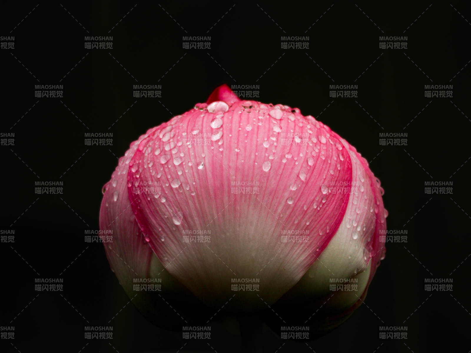 雨后粉莲含苞待放图片