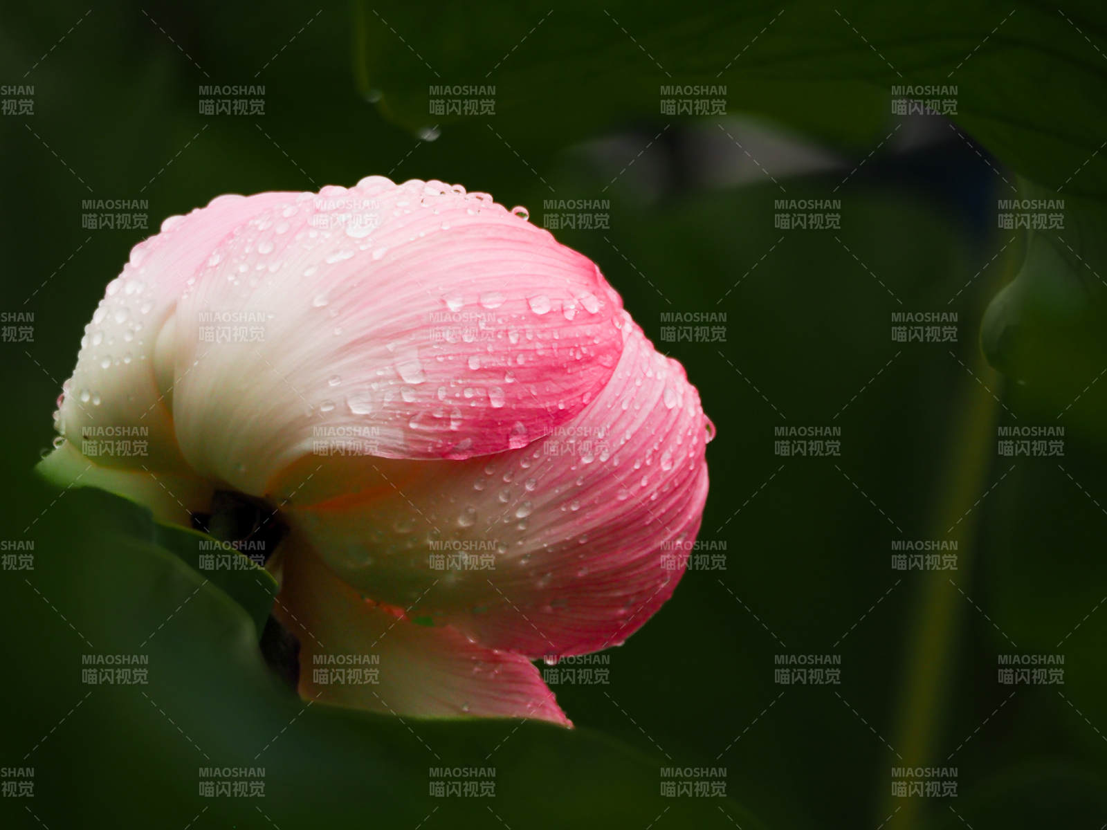 雨后粉莲含苞待放图片