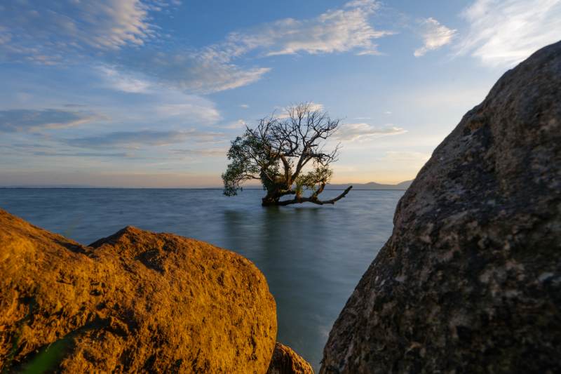 孤树岩石海边日落景图片