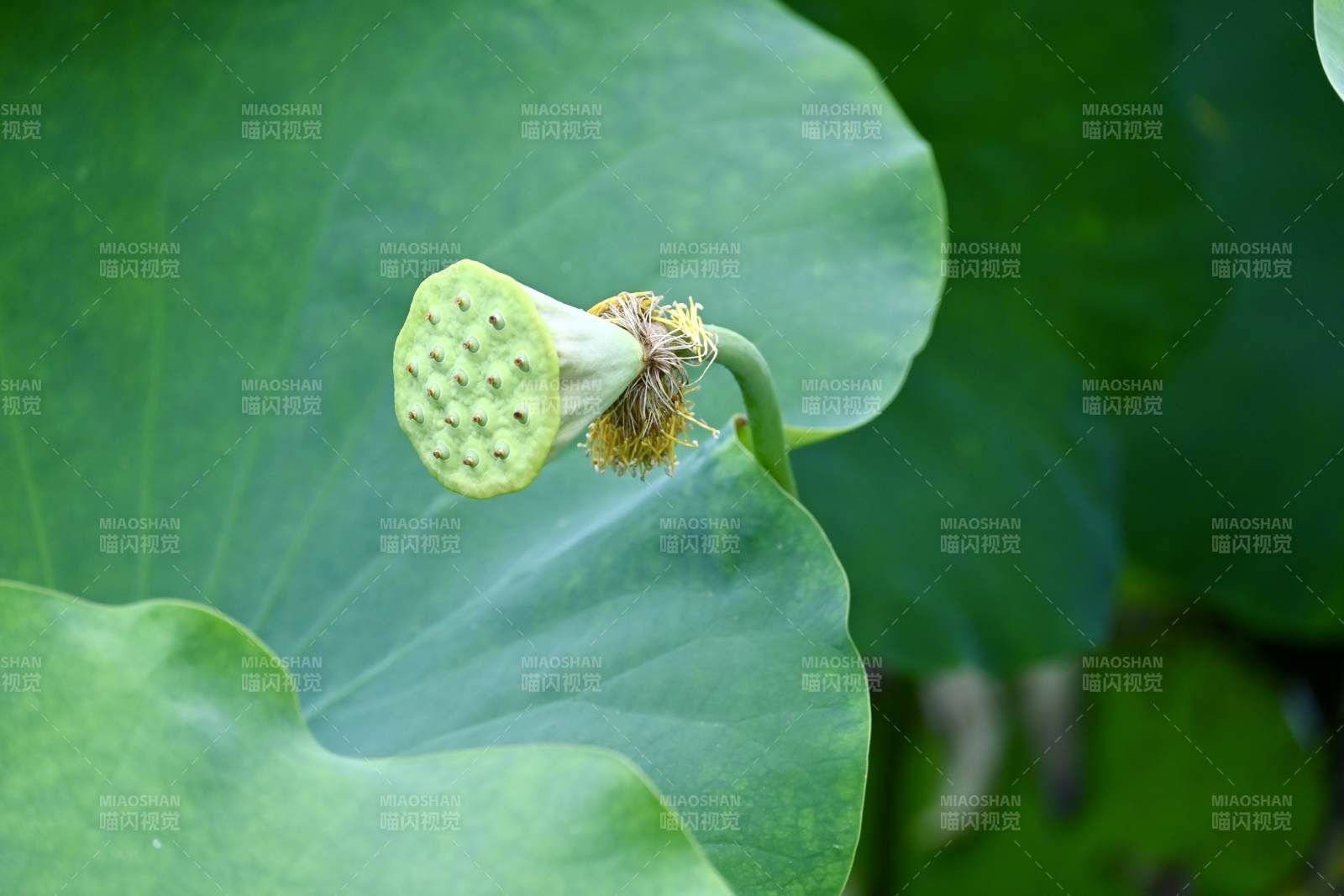 莲花凋谢后的莲蓬特写图片