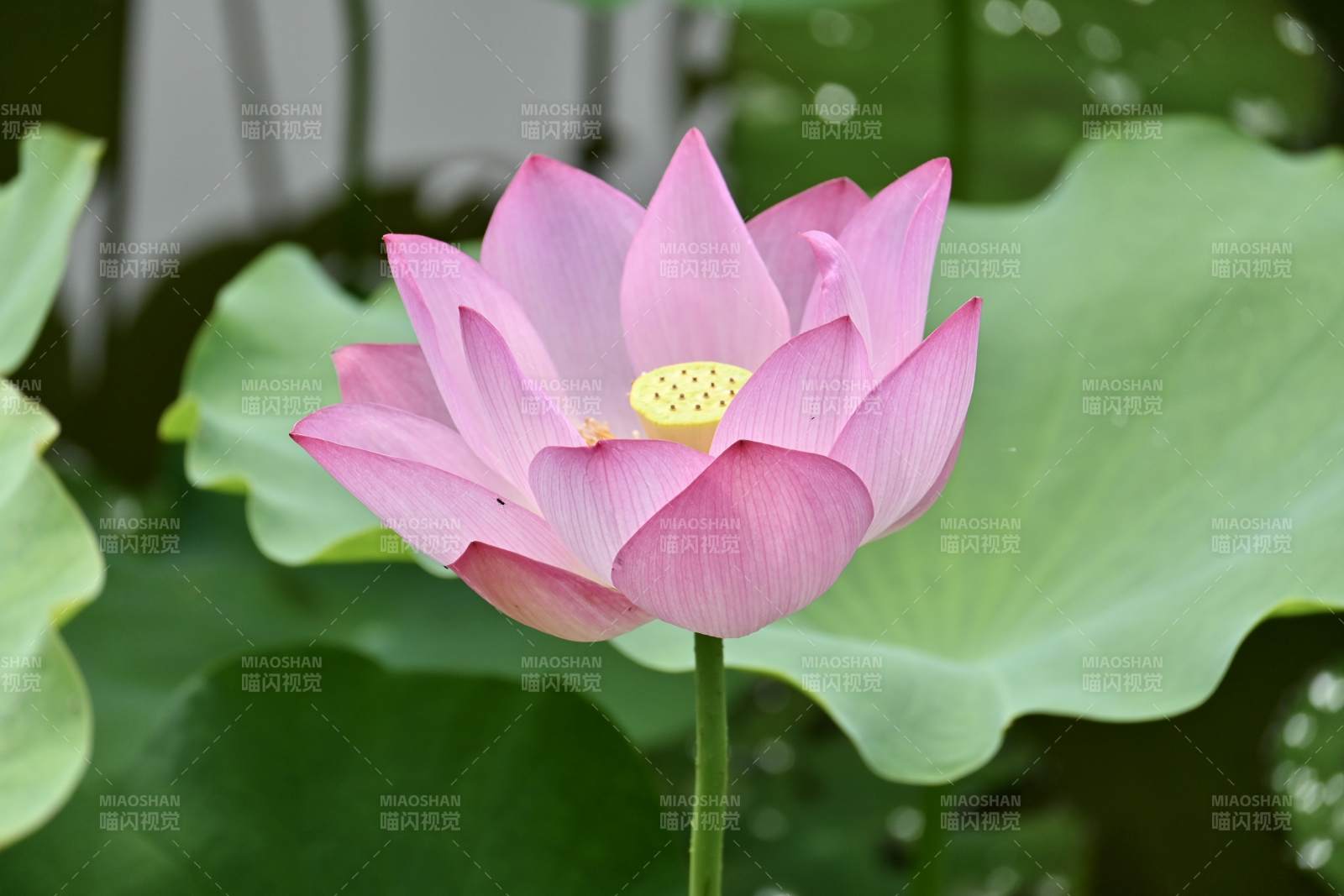 粉色莲花绽放于绿叶间图片