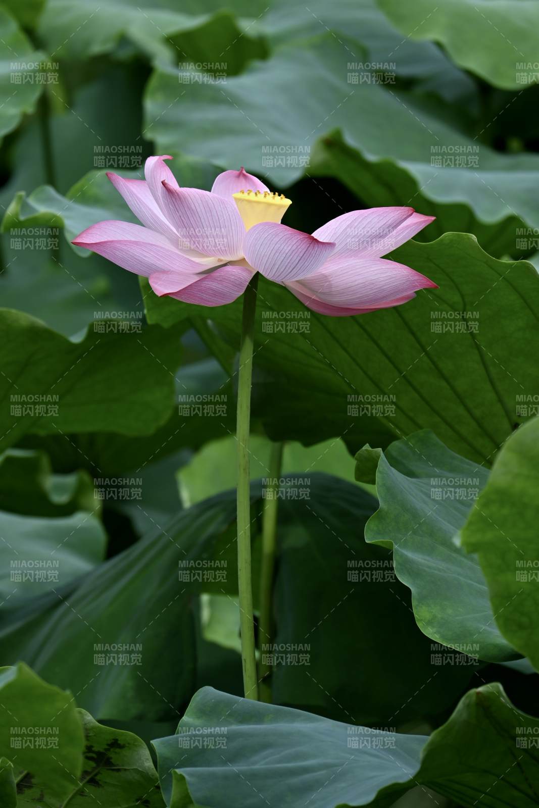 莲花绽放 绿叶环绕图片