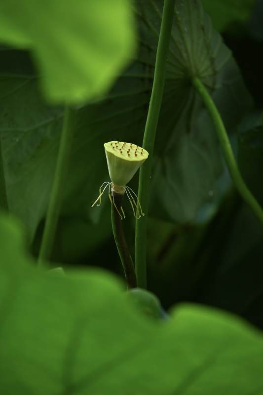 荷塘中的莲蓬与荷叶图片