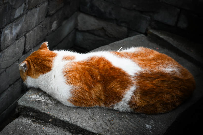 橙白猫在石阶上休息图片