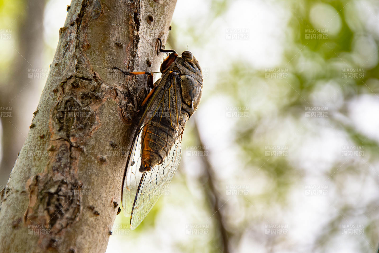 树干上的蝉图片